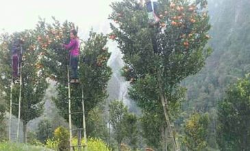 सुन्तलाका बोट मर्न थालेपछि किसान चिन्तित