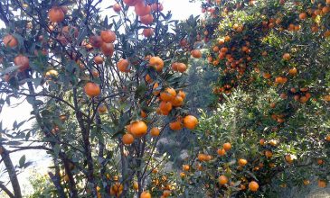 Baglung sells oranges worth Rs 264.6 million