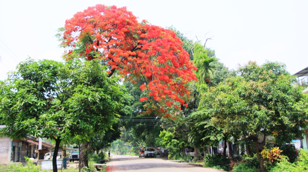 वाहा ! शिरिषको फुल …