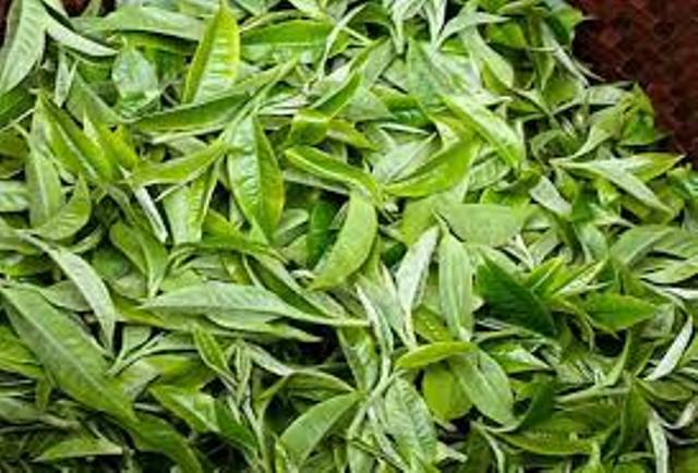 गुणस्तर नपुगेको भन्दै उद्योगीद्धारा चिया खरीद गर्न अस्वीकार, किसानले सडकमै पोखेर जनाए बिरोध