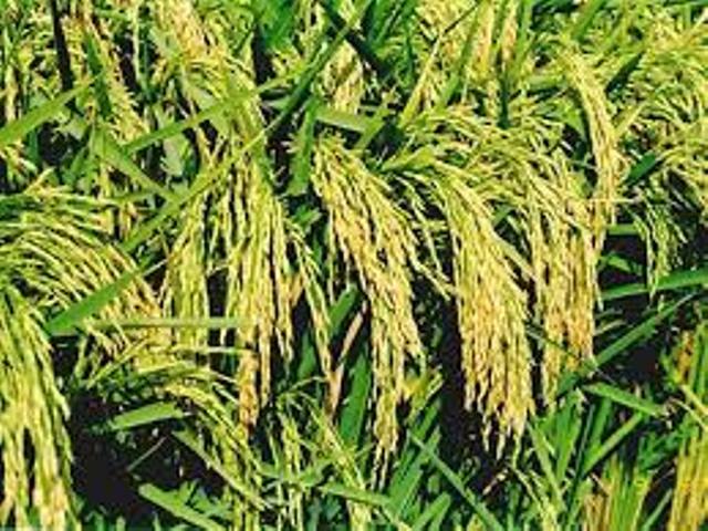धानमा कालोपोकेको समस्या