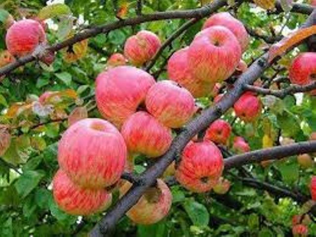 जुम्ला मुस्ताङको स्याउ नआईपुग्ने शहर बजारमा , अमेरीकी स्याउ