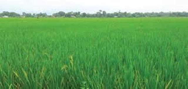 गरिमा धान लगाएका किसानलाई क्षतिपूर्ति दिने