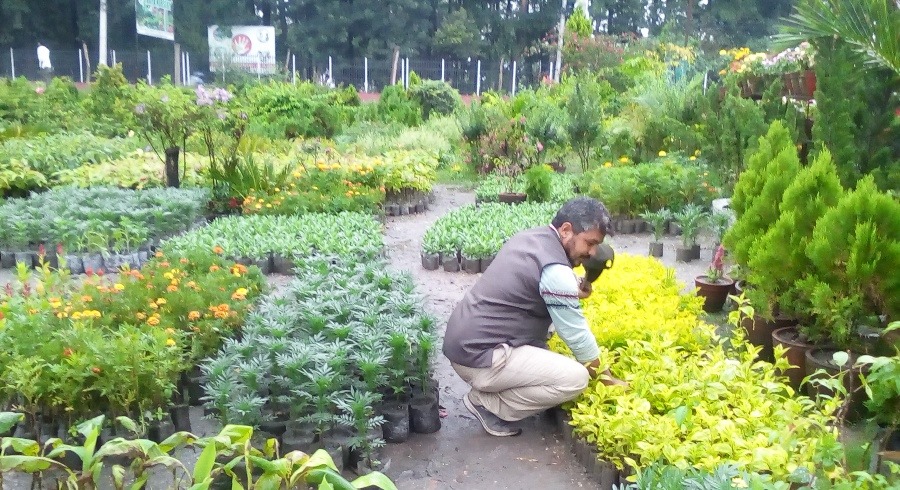 नर्सरी व्यवसायबाटै सफल उद्यमी बनेका कृष्णराम थापाको सफलताको कथा