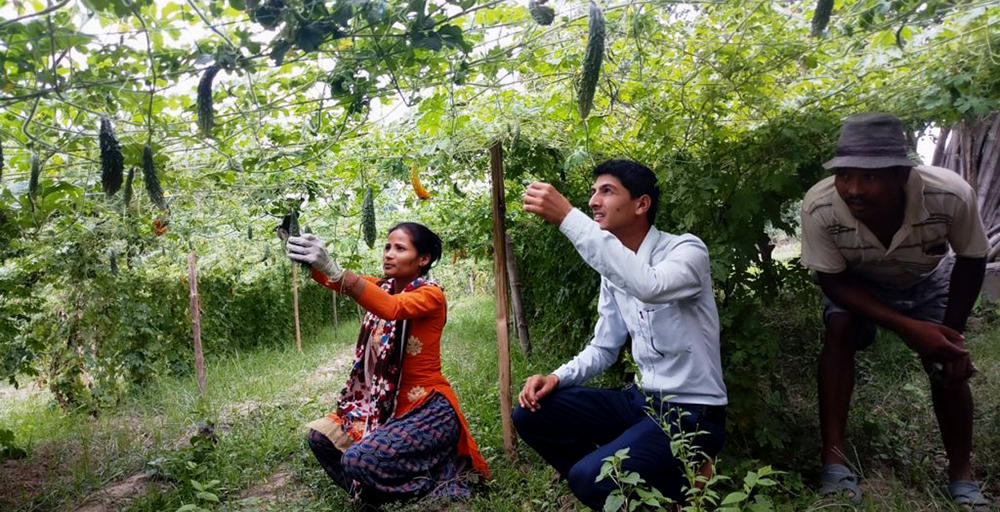 ‘एक गाउँ, एक प्राविधिक’ मा जोड