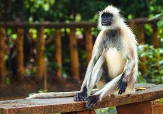 भारतले ट्रम्पको सुरक्षामा लंगुर पनि परिचालित गर्यो !