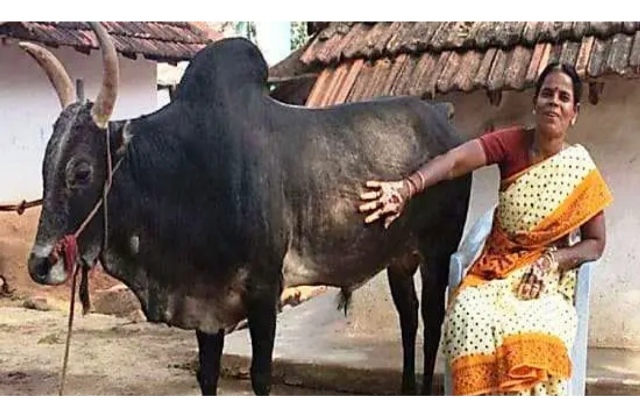 यही साढेँले गर्दा सेल्वरानीले बिहे गर्न पाईनन्…….