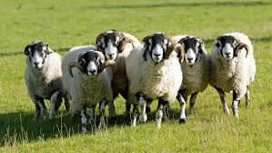 अज्ञात रोेगले भेडा मरेपछि चिकित्सकको टोली जङ्गलमा