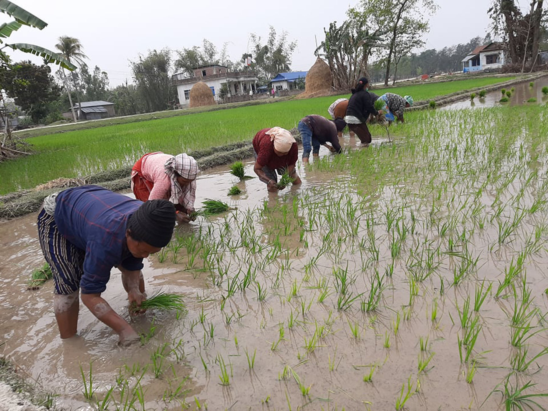 कर्णालीमा ९६ प्रतिशत धान रोपाइँ