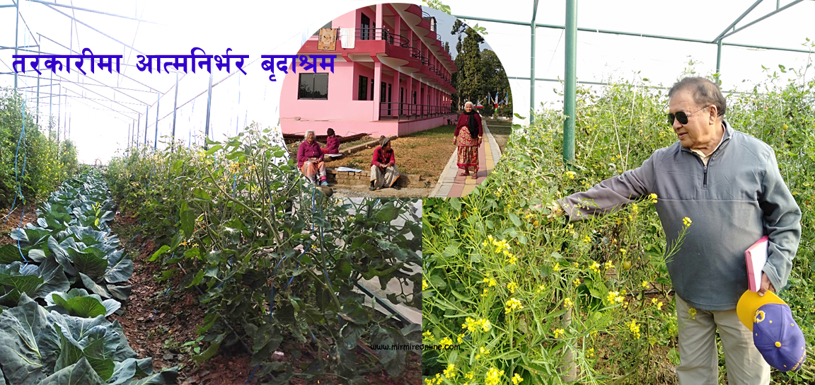 गमला देखि बारीसम्म तरकारी, सरकारी अनुदानले वृद्धाश्रमको फेरीयो मुहार(तस्विर/भिडियाेसहित)