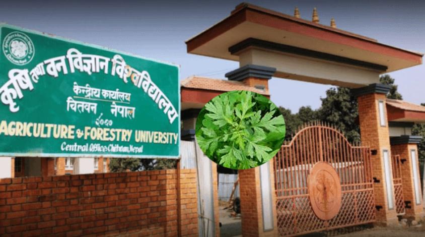 कृषि विश्वविद्यालयले उत्पादन गर्यो तितेपाती स्यानिटाइजर