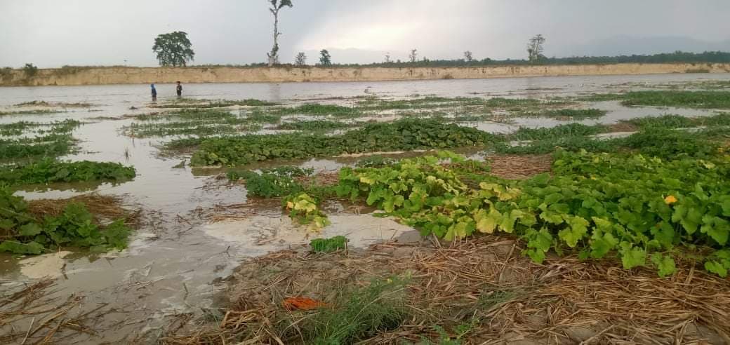अविरल बर्षाका कारण बगरखेती नष्ट लाखौको क्षति स्वाभिमान किसान मारमा(तस्वीरसहित)