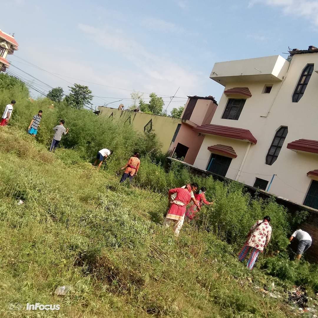 महिला पुरुष सबै मिलेर फाँड्न थाले गाँजा, गंजडी समुहलाई निरुत्साहित पार्ने अभियान (तस्वीरहरु)