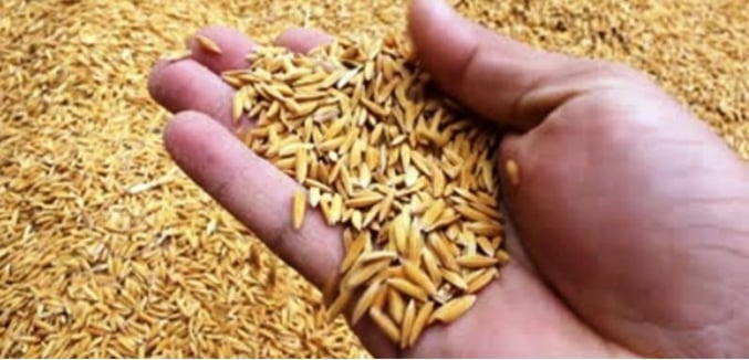 लालझाडीका किसानलाई ३२० क्न्टिल धानको बीउ वितरण