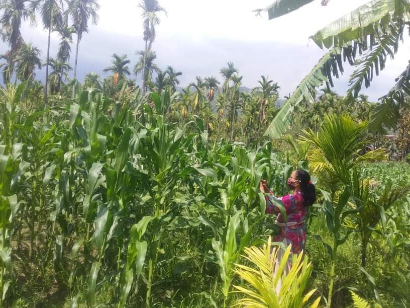 मकैमा फौजी किरा लागे कृषि शाखामा पाइन्छ सित्तैमा विषादी