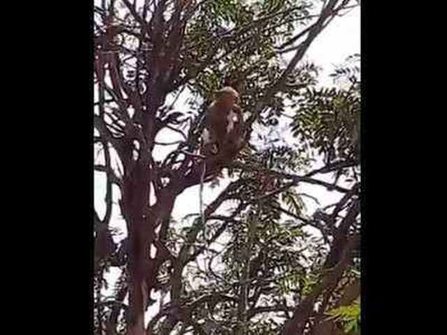 अस्पतालभित्र पसेर कोरोनाको स्याम्पल नै बाँदरले लगेर चपाए पछि उत्तरप्रदेशमा हंगामा …..