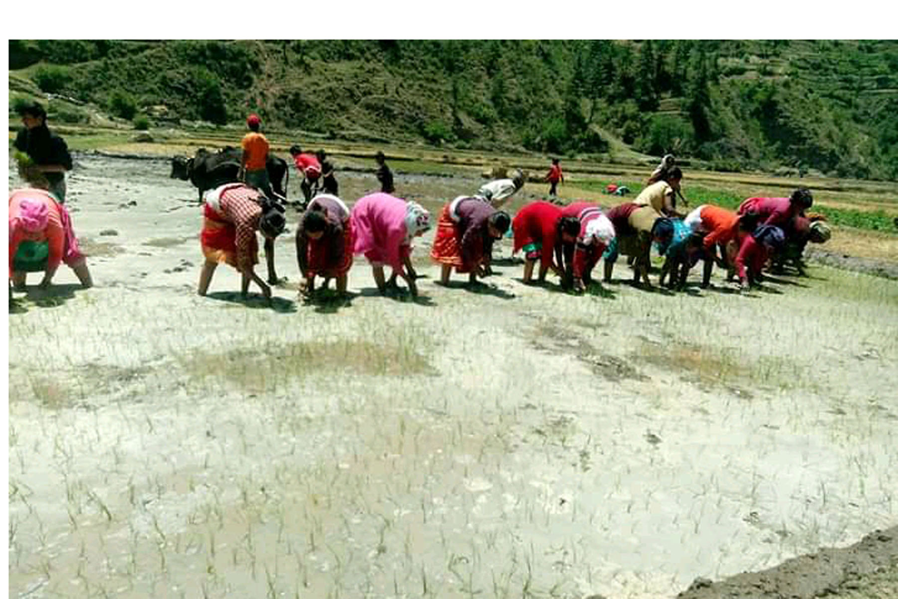 जुम्लामा मार्सी धान रोपाइँको चटारो