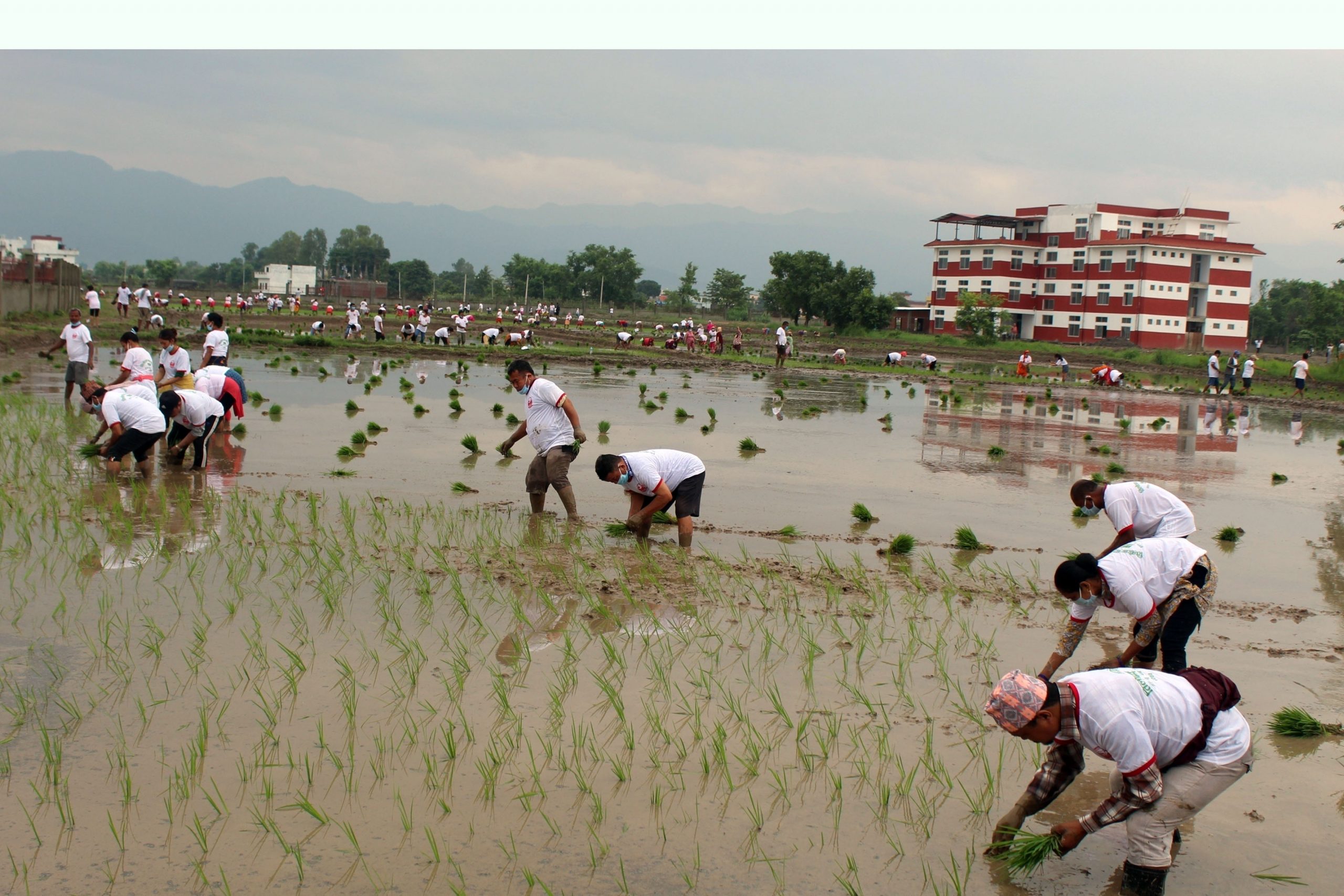 प्रदेश नं ५ मा ४७ प्रतिशत रोपाइँ, तिलोत्तमामा रोपाइँ महोत्सव
