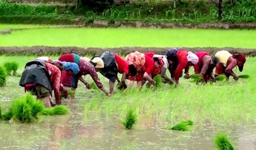 आज असार १५, राष्ट्रिय धान दिवस, कोरोना र सलहको चुनौतीका बीच मनाईदै