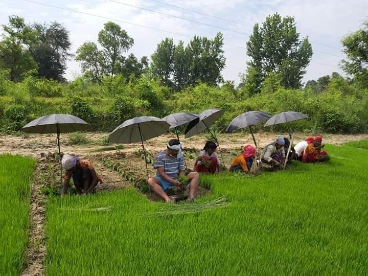 किसान भन्छन्–मानो रोपेर मुरी फलाउने दिन गए