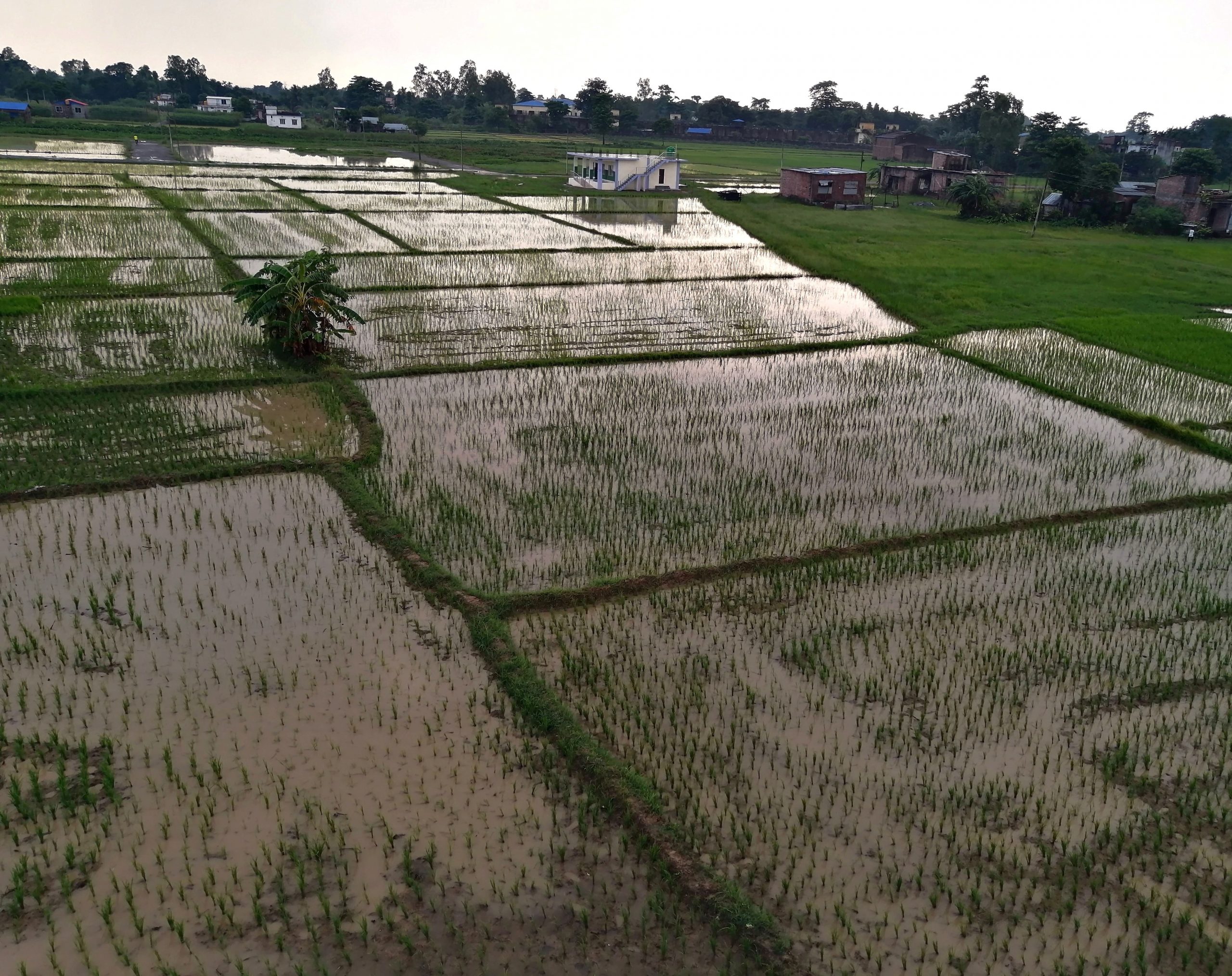 देशभर ६८ प्रतिशत रोपाइँ, पानी नपर्दा ढिलाइ