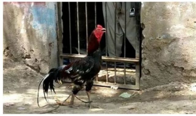 ८ महिना लामो हिरासत पछि भाले रिहा…..