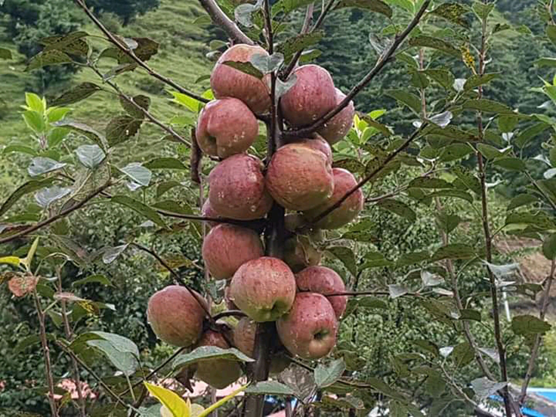 खाऔँ है जुम्ली स्याउ