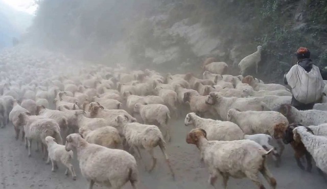 चट्याङबाट जुम्लामा ५ सय भेडा मरे