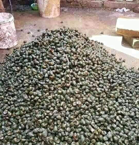सङ्कलित घोघी