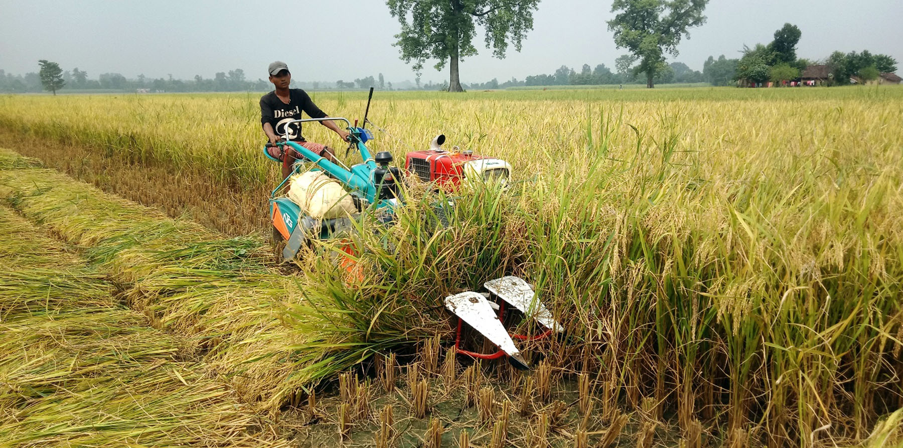 पावर टिलरको सहायताले धान काटदै किसान