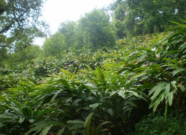 अलैँचीको मूल्य बढेपनि किसानले पाएनन्