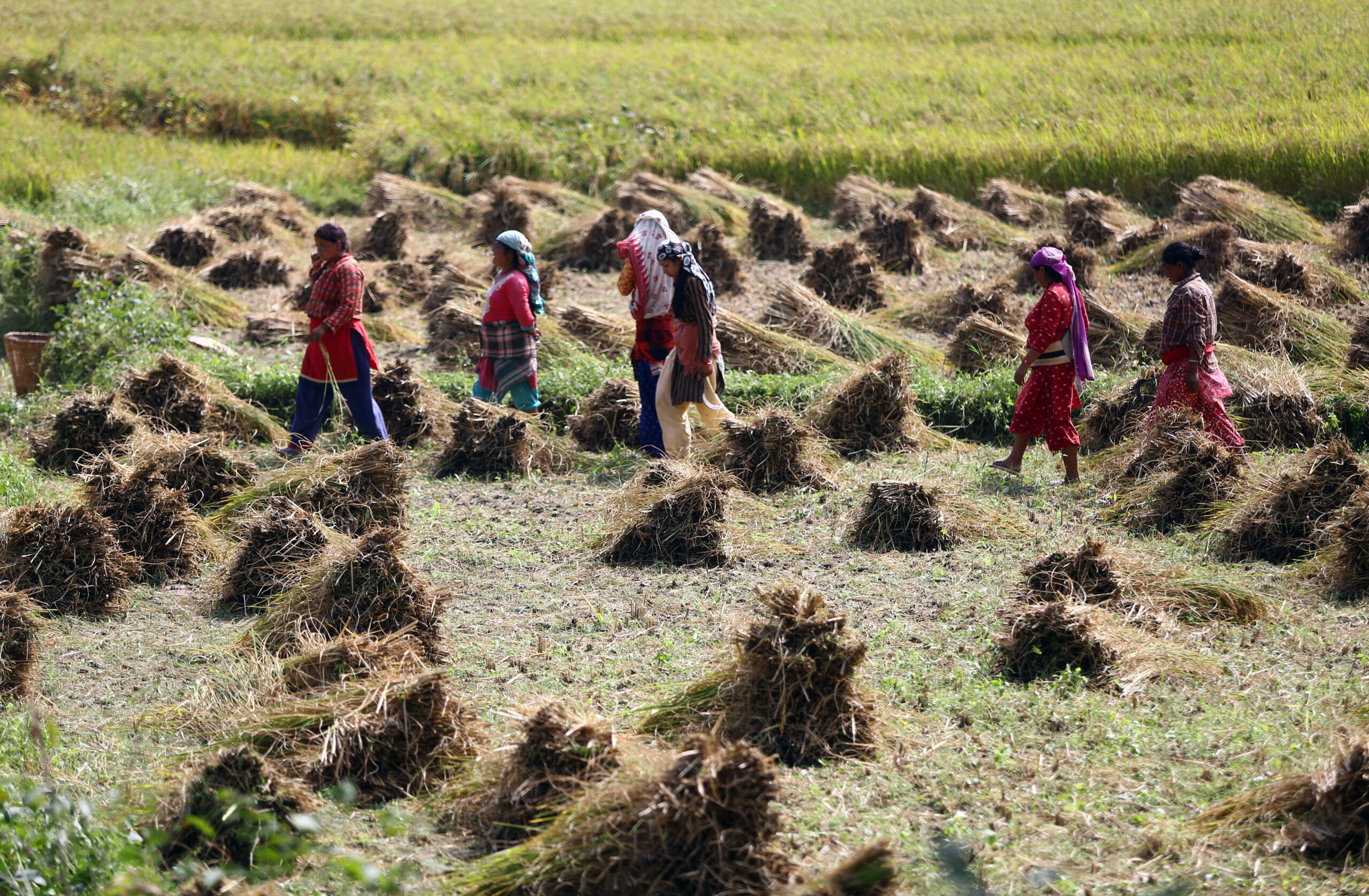 धानबाली भित्र्याउँदै किसान