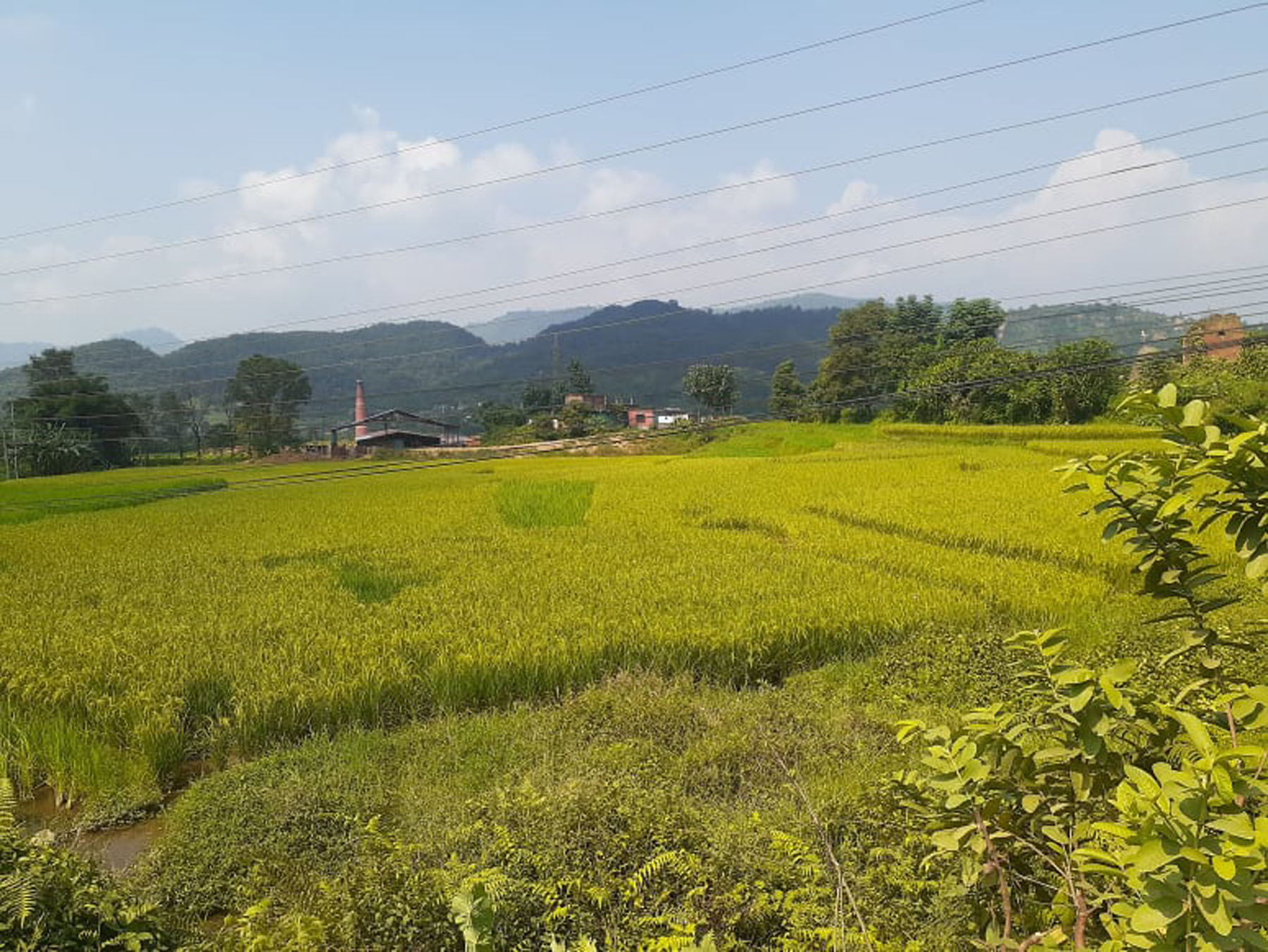 पाक्ने तयारीमा धान