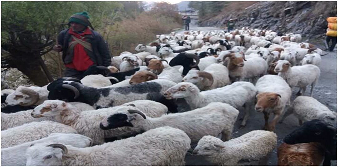 पशुपालनमा गोठालोको भूमिका