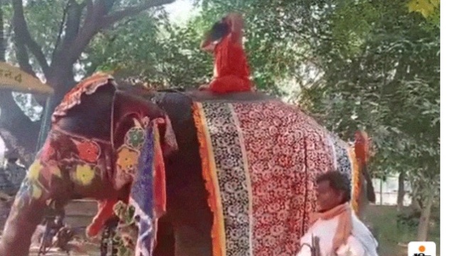 हात्तीमा चढेर योग गर्दा गर्दै रामदेव ढले पछि..(भिडियो सहित )