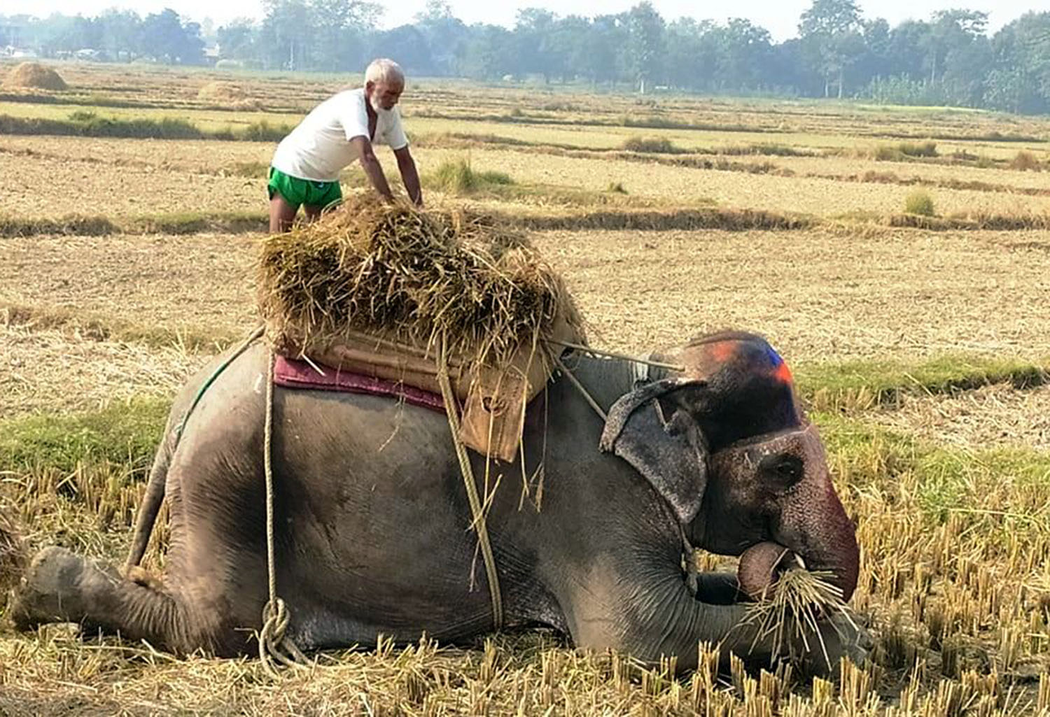भरिया हात्ती ?