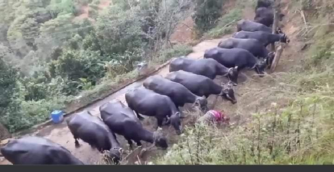 नेपालमा भैंसीपालनको अवस्था एवं  भैंसी संरक्षणमा पनौती नगरपालिका मोडेल