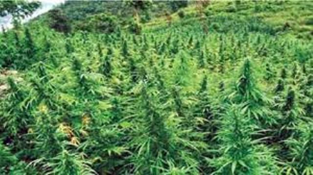 जर्मनीमा गाँजामाथि पुनः प्रतिबन्ध लाग्दै, दुई बर्षमा उल्टिदै निर्णय