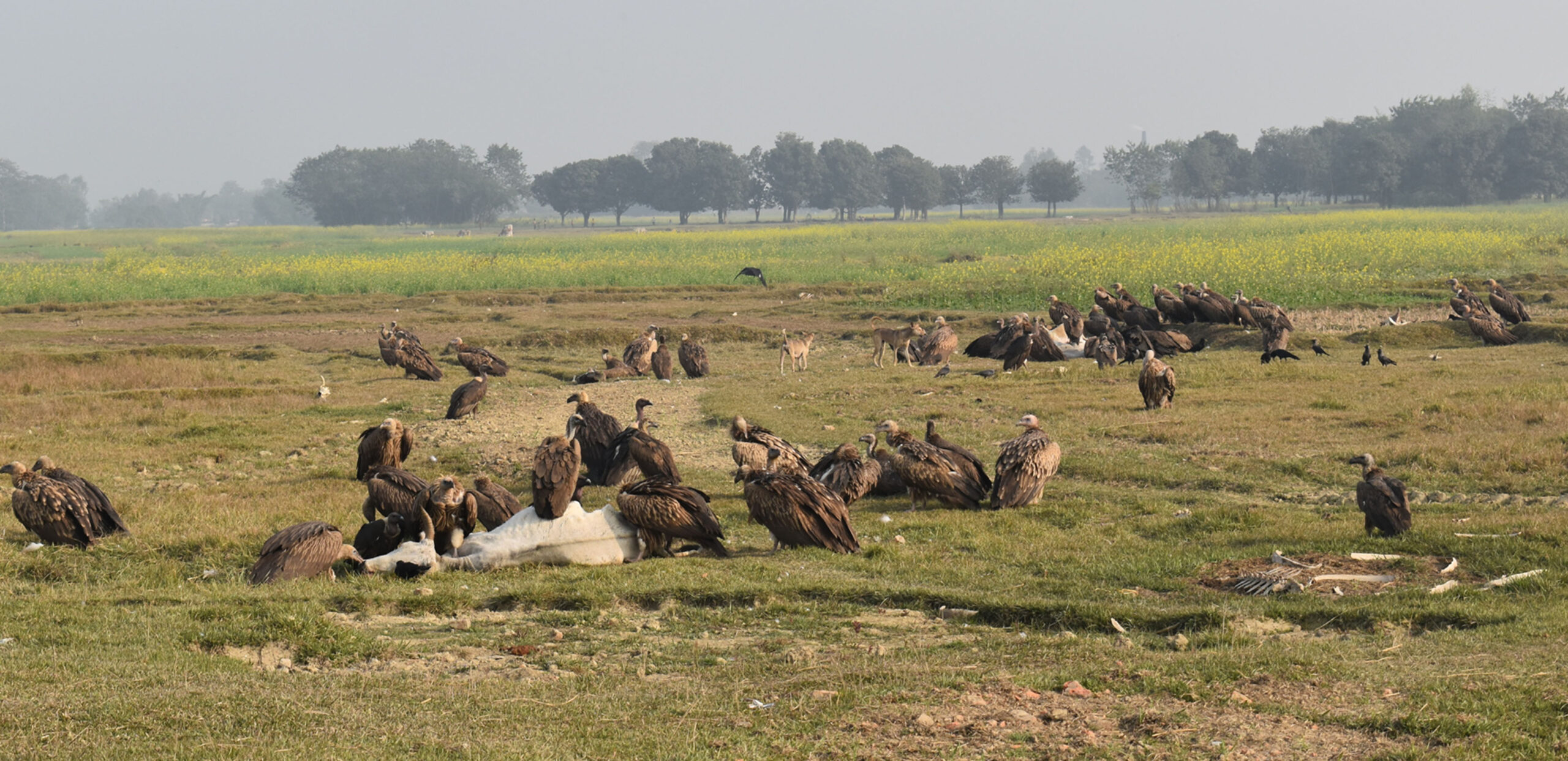 गिद्धाको बथान