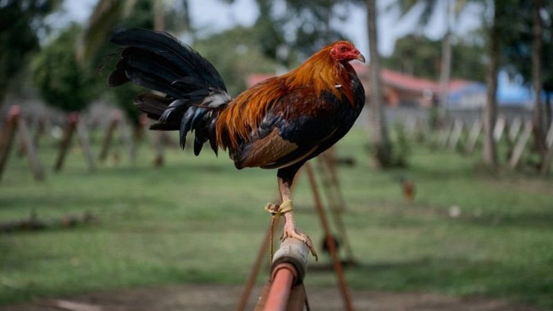 कुखुराको भालेले मार्यो आफ्नै मालिक, प्रहरीले भालेलाई अदालतमा पेश गर्ने !