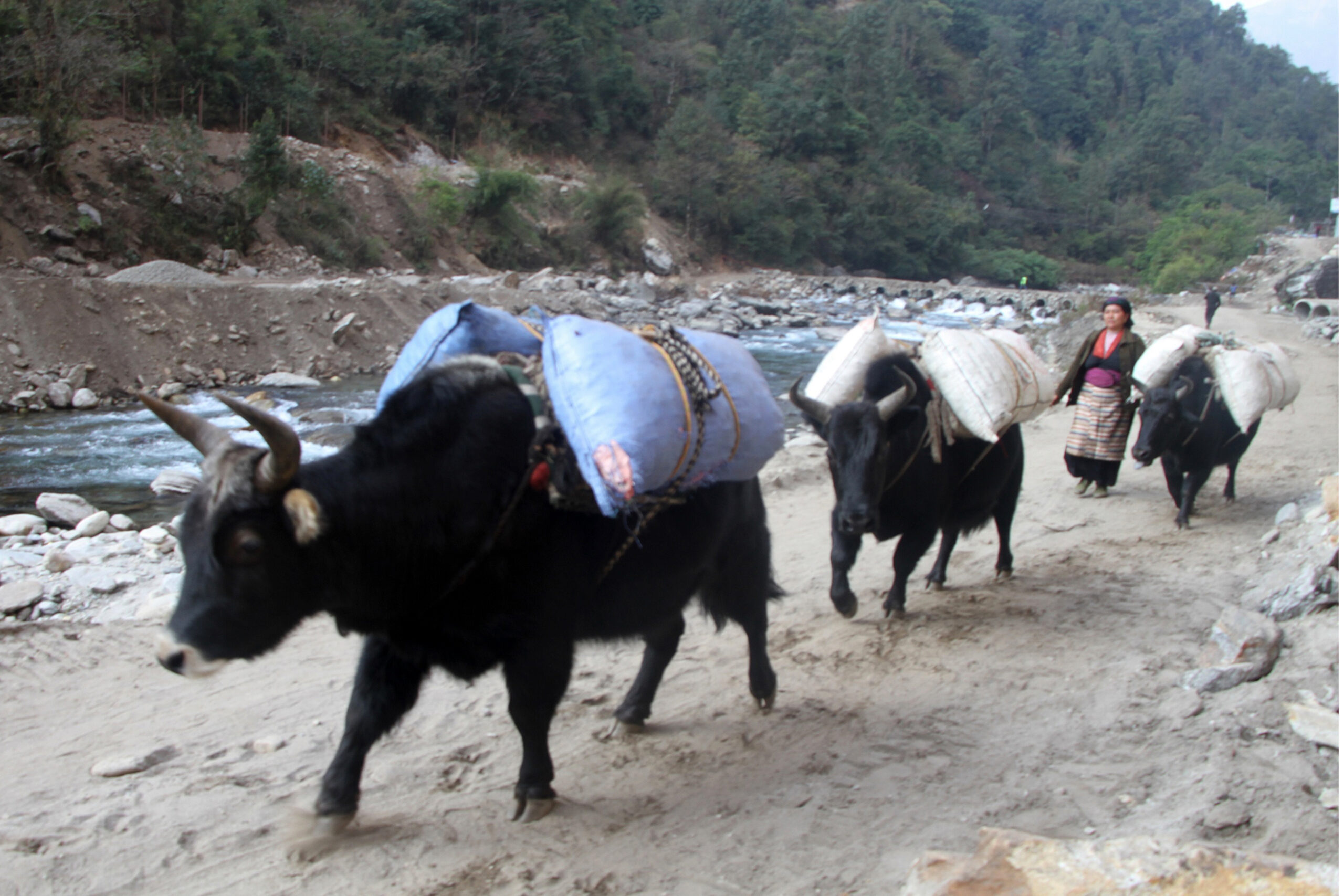 चौँरीमार्फत धुपीको पात ढुवानी !