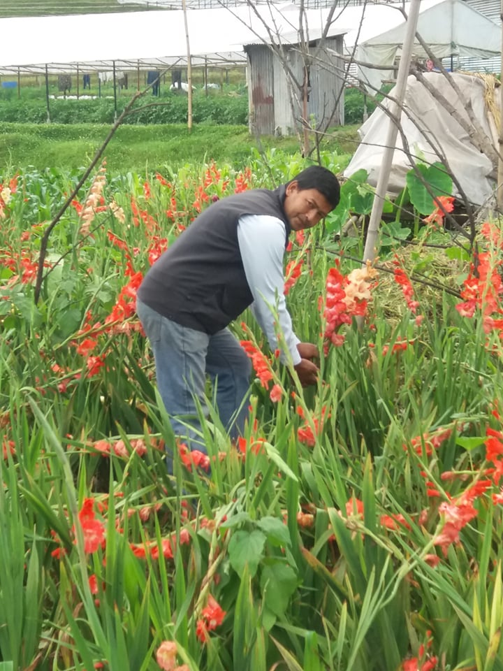 माटो विनाको देशमा फुल फुलाएको देखेर फर्किएका रविको मनमोहक फुलखेती