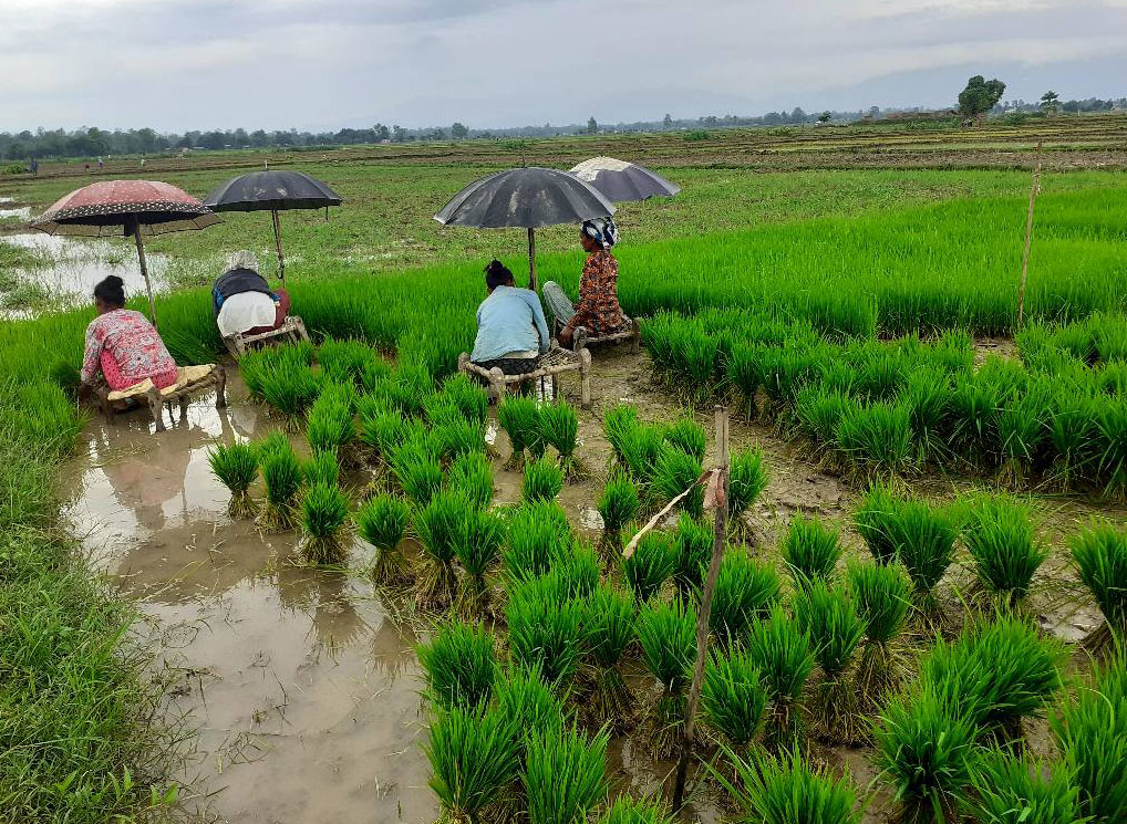 धान रोपाईमा व्यस्त किशान ( तस्वीर सहित )