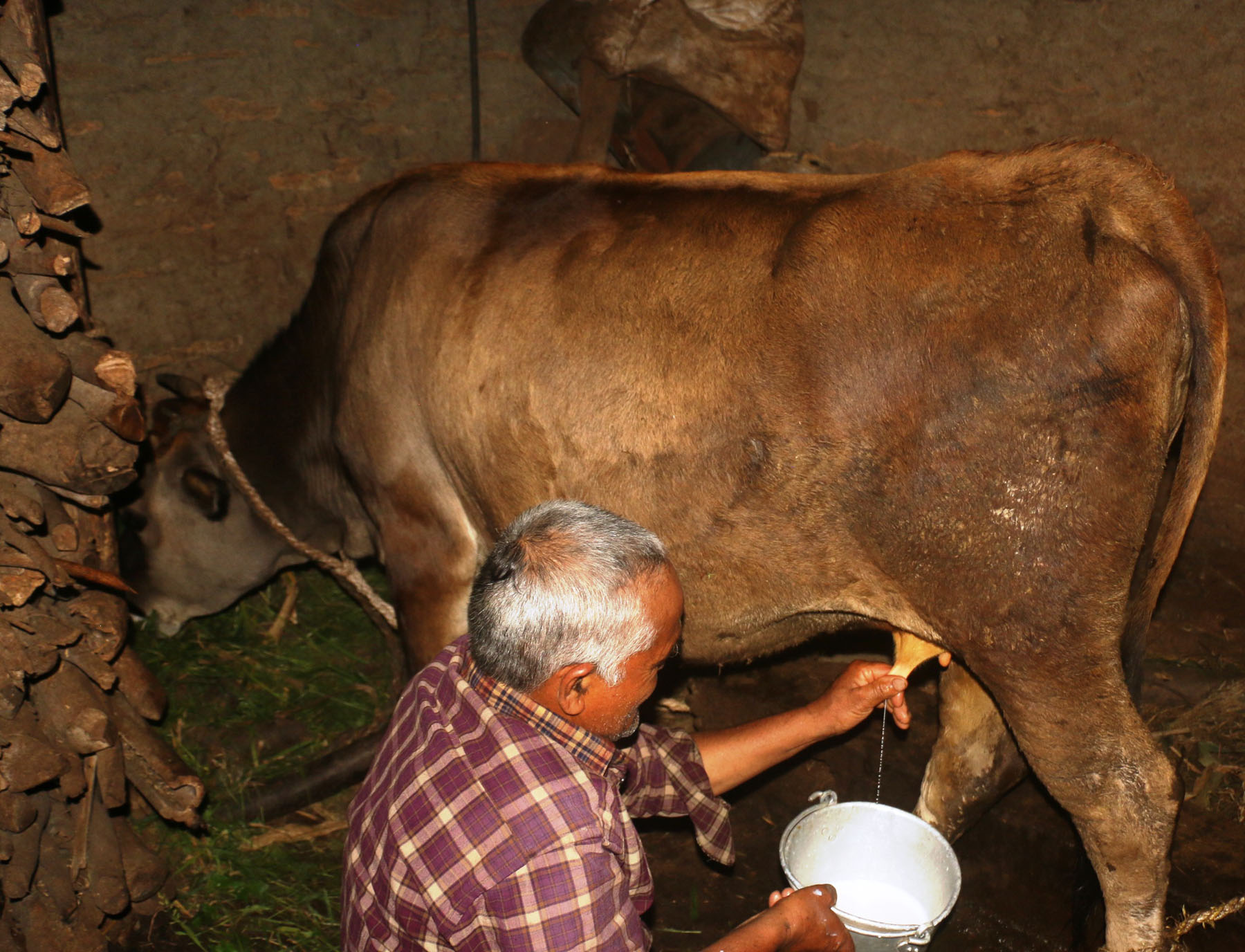 गाईले नब्याउँदै दूध दिन थालेपछि सबै दङ्ग !