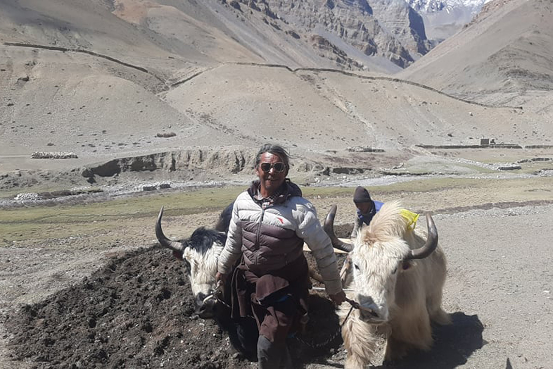 उवा बाली लगाउँदैै किसान !