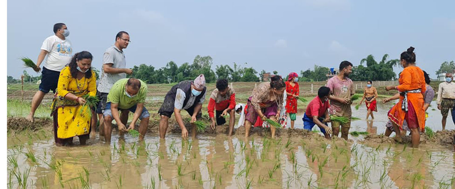 देशभर २७ प्रतिशत धान रोपाइँ