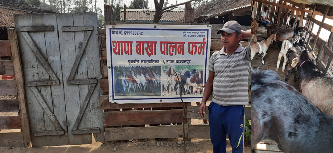 बाख्रापालनबाट स्वरोजगार बन्दै थापा