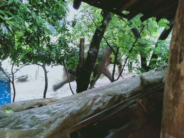 बाढी र बर्खाले सताएका रौतहटबासीलाई जंगली हात्तीको आतंकले अर्को तनाव ( भिडियो सहित )