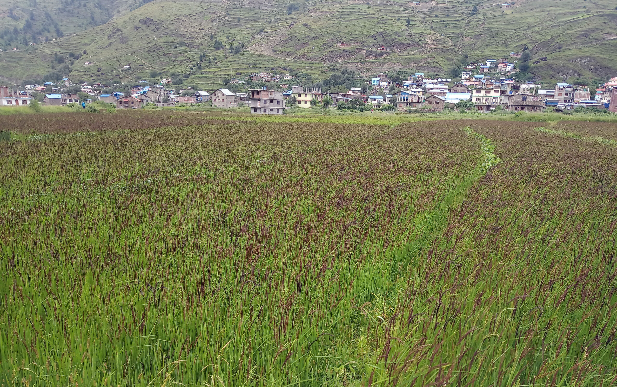कालीमार्सी धान !