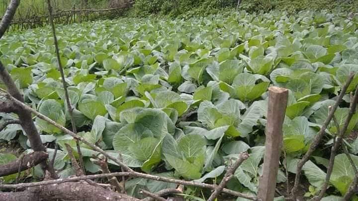 बन्दाखेतीबाट मनग्य आम्दानी